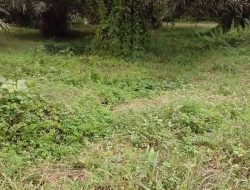 846 Hektare Kebun Sawit PTPN IV. Unit Laras Afdeling  2 Terbengkalai kondisi tanaman masih berproduksi .