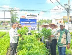 Panen Raya Serentak, Lapas Labuhan Ruku Tegaskan Komitmen Dukung Ketahanan Pangan Nasional dan Solidaritas Sosial