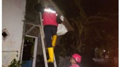 Pria di Kroya Meninggal Dunia Usai Disengat Lebah Vespa Saat Bersihkan Toren