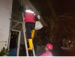 Pria di Kroya Meninggal Dunia Usai Disengat Lebah Vespa Saat Bersihkan Toren