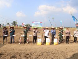 Kekompakan Forkopimda! Kapolres, Dandim, dan Ketua DPRD Simalungun Kompak Tanam Jagung Serentak Dukung Swasembada Pangan