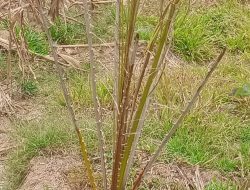 Dugaan Skandal Tanaman Ulang Sawit Kebun Mayang Kian Membusuk , Bibit Sawit Ilegal Diduga Ditanam di Kebun Negara.