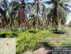 Skandal Sawit di Kawasan HTR Desa Air Hitam: Dugaan Kolusi Pemegang Izin dan Pengusaha Ilegal Menguat