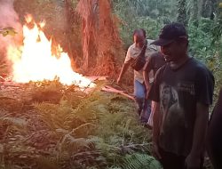 Polsek Bosar Maligas Gerebek Dan Bakar Lapak Narkoba Di Perladangan Nagori Boluk, Pelaku Berhasil Kabur!