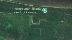 Hutan Lindung Jadi Sawit, Warga Teluk Pulai Luar Terancam: Banjir Rob dan Abrasi Capai 10 Meter per Tahun