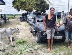 Polsek Batu Nanggar Ringkus Dua Pelaku Pencurian Sapi 