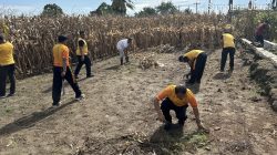 Kapolsek Tanah Jawa Pimpin Langsung Apel Korve Panen Raya Jagung Serentak Kuartal II 2026, Polri Hadir Nyata di Tengah Masyarakat Tani