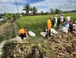 Kapolsek Tanah Jawa Pimpin Langsung Apel Korve Panen Raya Jagung Serentak Kuartal II 2026, Polri Hadir Nyata di Tengah Masyarakat Tani
