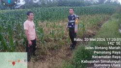 Bhabinkamtibmas Polsek Raya Sambang Lahan Jagung Warga, Wujud Nyata Polri Hadir di Tengah Kehidupan Petani Simalungun
