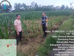 Bhabinkamtibmas Polsek Raya Sambang Lahan Jagung Warga, Wujud Nyata Polri Hadir di Tengah Kehidupan Petani Simalungun