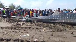 Hiu Tutul Mati Terdampar di Pantai Banjarsari Cilacap