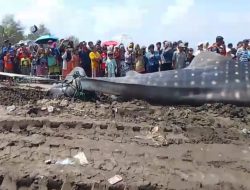 Hiu Tutul Mati Terdampar di Pantai Banjarsari Cilacap