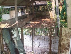 Lagi-lagi Sapi Program UPPO Diduga Keras telah Dijual Kejadian ini Terjadi  di Desa Cisuruh Cipari