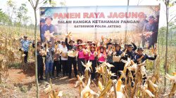 Brimob Jateng Panen 8 Ton Jagung di Kendal, Wujud Dukungan terhadap Program Ketahanan Pangan Nasional*