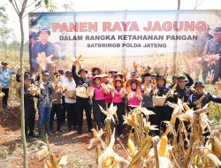Brimob Jateng Panen 8 Ton Jagung di Kendal, Wujud Dukungan terhadap Program Ketahanan Pangan Nasional*