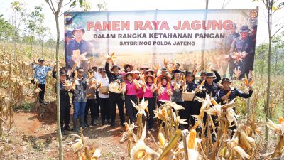 Brimob Jateng Panen 8 Ton Jagung di Kendal, Wujud Dukungan terhadap Program Ketahanan Pangan Nasional*