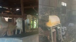 Diduga Sapi UPPO Milik Kelompok Tani Wanaraja Desa Bungbulang Karangpucung Tersisa Dua Ekor