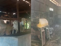 Diduga Sapi UPPO Milik Kelompok Tani Wanaraja Desa Bungbulang Karangpucung Tersisa Dua Ekor