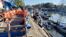 Musim Angin Timur, Nelayan Cilacap Panen Ubur-ubur 25 Ton per Hari