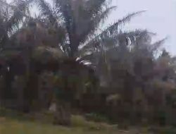 Tanaman Produktif PTPN IV Regional 1 Kebun Dusun Ulu Diserang Ulat Api, Daun Mengering, Jajaran Terkait Diminta Turun Tangan
