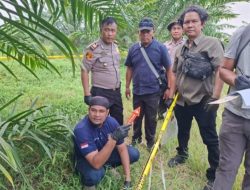 Wanita 59 Tahun Tewas di Kebun PTPN IV, Polisi Temukan Botol Racun Rumput di Lokasi